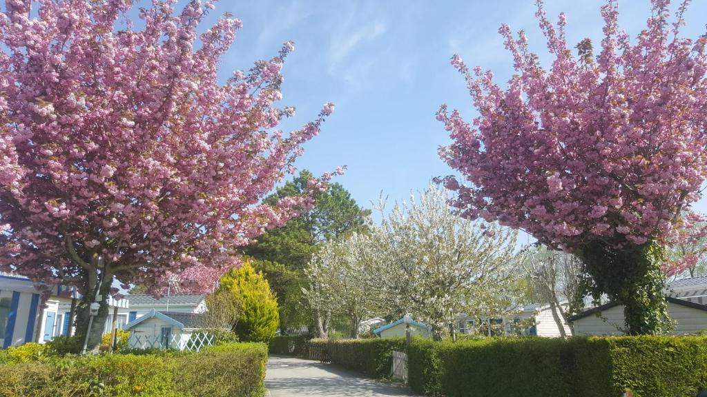 VertonCamping Caravaning Les Cerisiers Berck sur mer的两棵树,院子内有粉红色的花朵