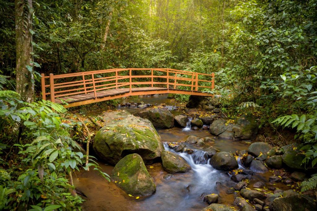 福尔图纳Hotel Heliconias Nature Inn &amp; Hot Springs的森林中一条小溪上的木桥