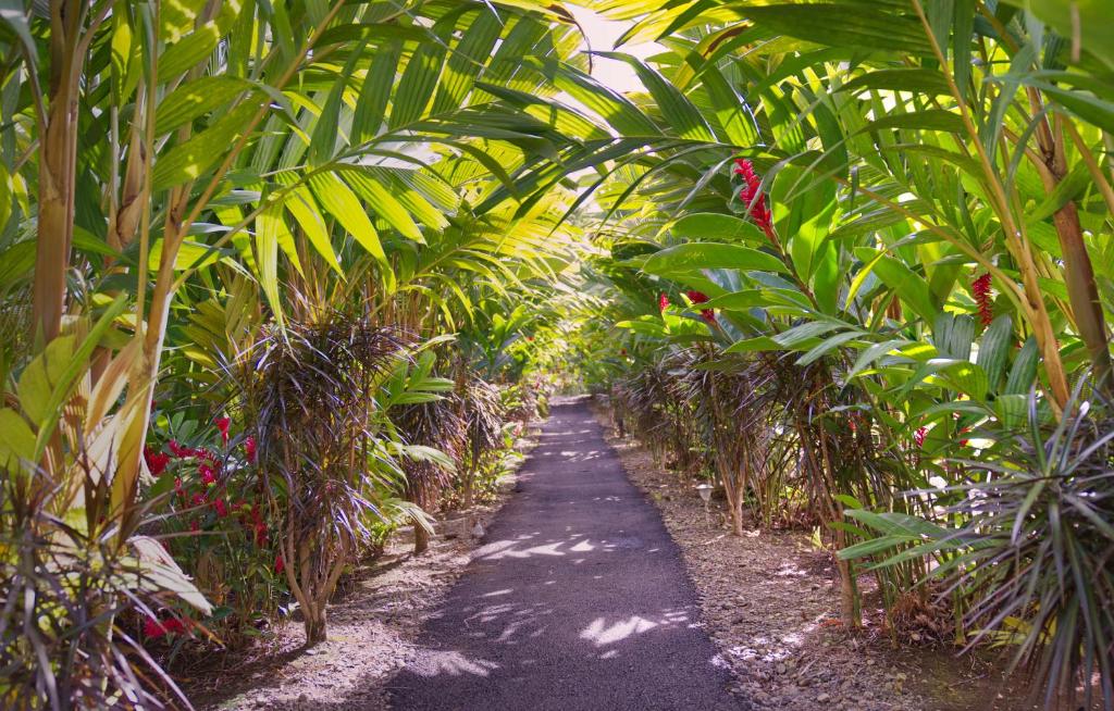 Hotel Heliconias Nature Inn &amp; Hot Springs外面的花园