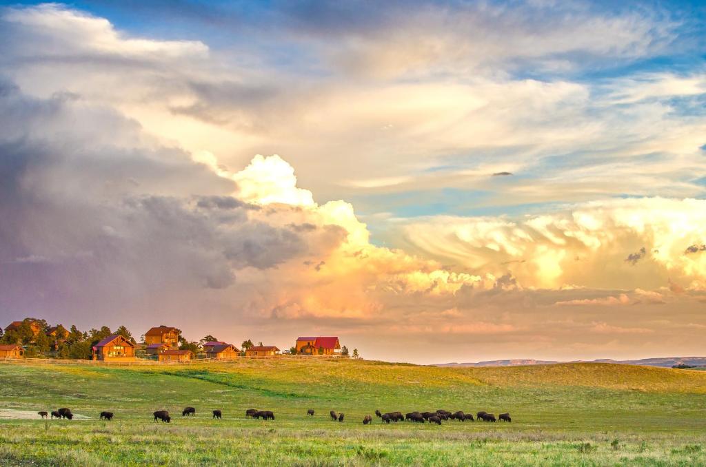 芒特卡梅尔朱克逊锡安山牧场的一群牛在一片云天的田野里放牧