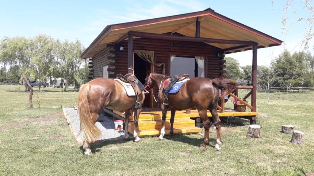 圣安东尼奥德阿雷科Cabaña Rural El Encuentro的两匹马站在一个小船舱前