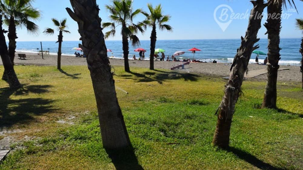 托雷德本纳贾尔邦Apartamento 60 m2 en la playa的海滩上一棵棕榈树和大海