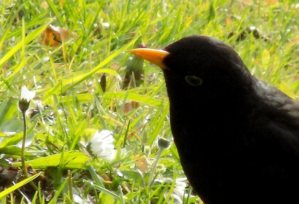 贝斯特维希Haus Elena的一只黑鸟站在草地上