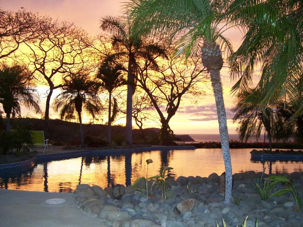 Playa PanamaBungle in the Jungle的棕榈树和日落的游泳池