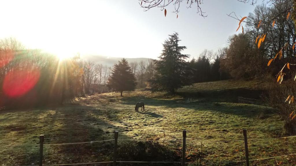 Ban-sur-Meurthe-ClefcyLa grange du kerala的阳光照耀下的田野里放牧的马