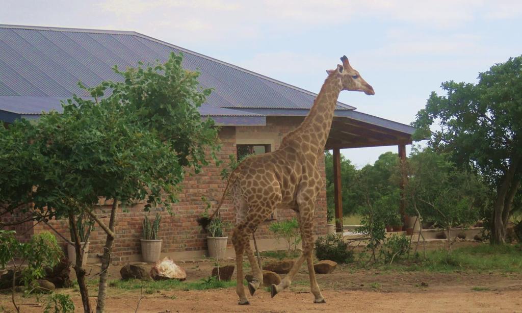 姆巴巴内Mkhiweni Villa at Dombeya Wildlife Estate的长颈鹿在大楼前行走
