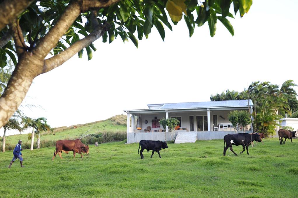 Rodrigues IslandLétan Lontan的一群牛在房子前面的田野里散步
