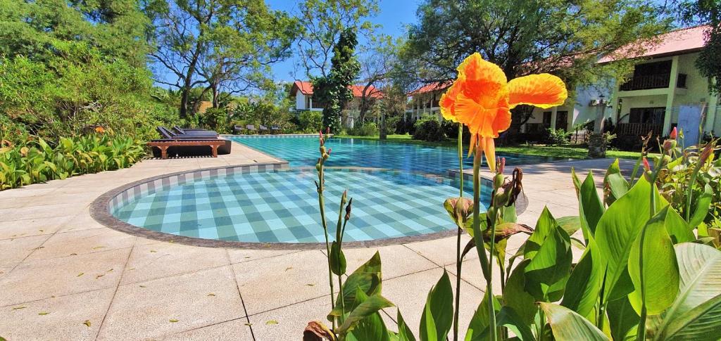 蒂瑟默哈拉默蓝色图尔特乐酒店的一座房子旁边的带橘子花的游泳池