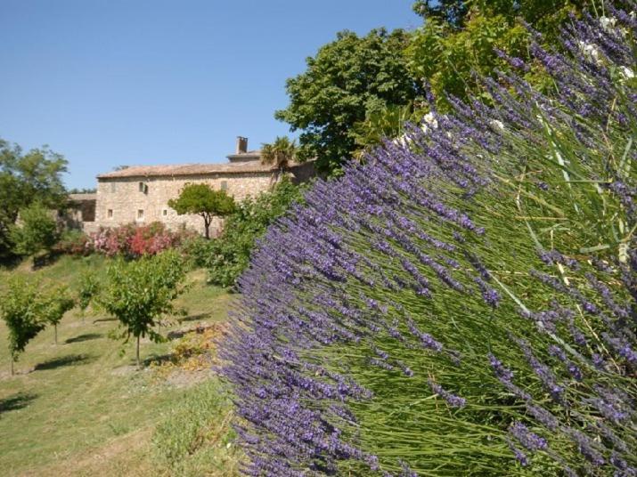 布尔圣昂代奥Domaine de Cousignac的田里一束紫色的花