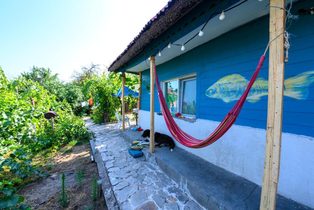 苏利纳Danube Delta Hostel Homestay & Camping的一只猫躺在蓝色房子旁边,房子里设有吊床