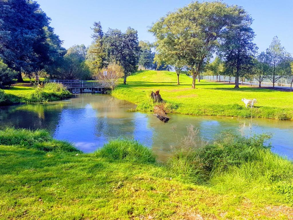 达夫纳Huge & Private Villa In Kibbutz Dafna的两头母牛站在河边的草丛中