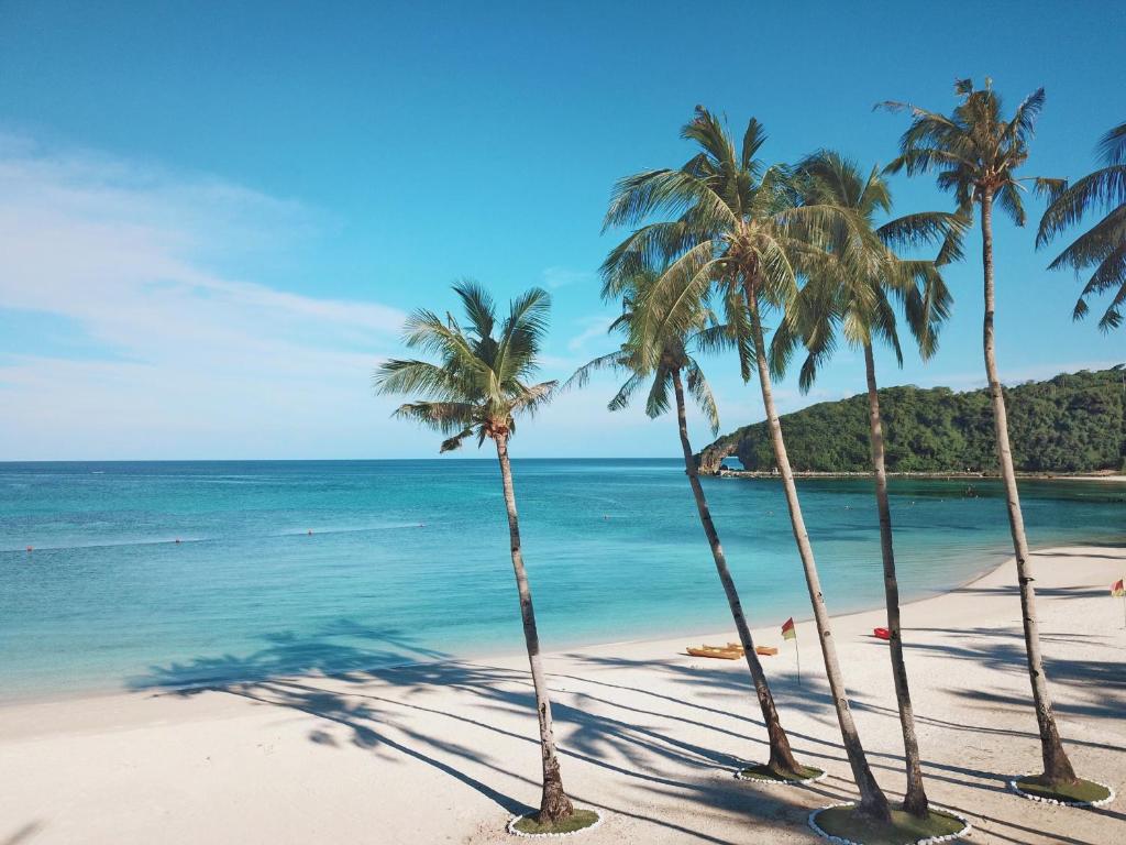 长滩岛长滩岛新海岸萨沃伊酒店的海滩上一棵棕榈树和大海