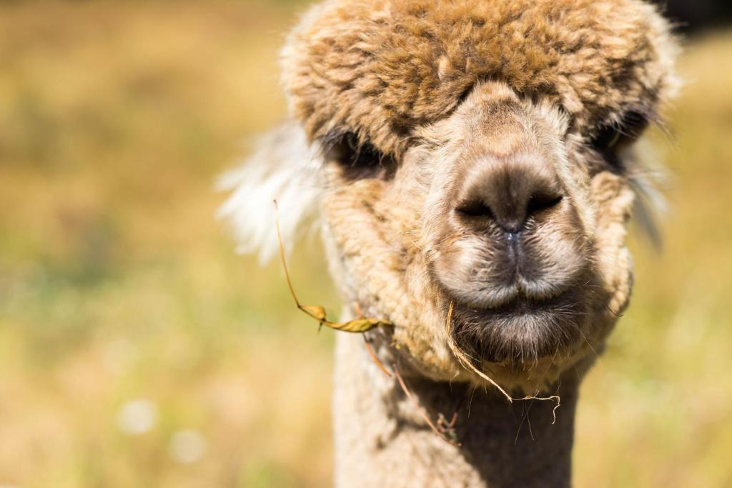 塔卡卡Alpacas Off Grid - Eco Cabin的骆驼的近距离