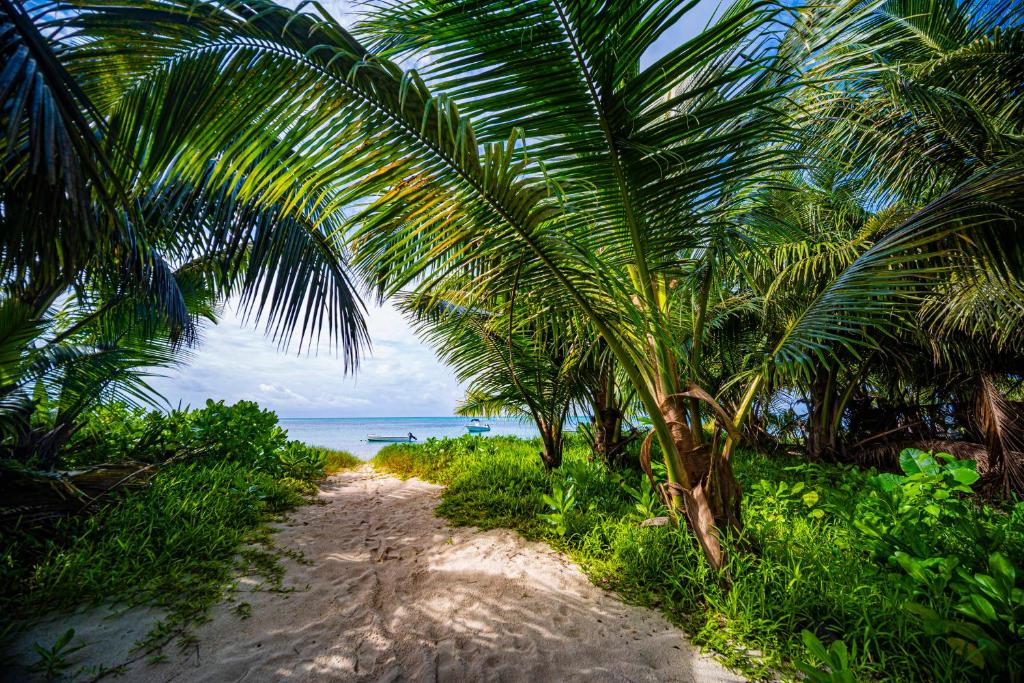 普拉兰大安塞区Lou Lou Bungalow的靠近大海的沙滩上的棕榈树