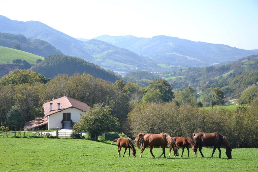 莱特萨CASA RURAL Arriaran的一群马在山地的牧场上放牧