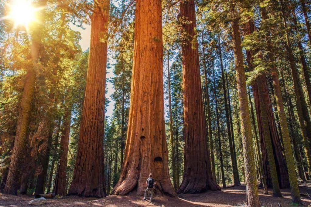 三河城The Sequoia Hut!的站在两棵大树前的人