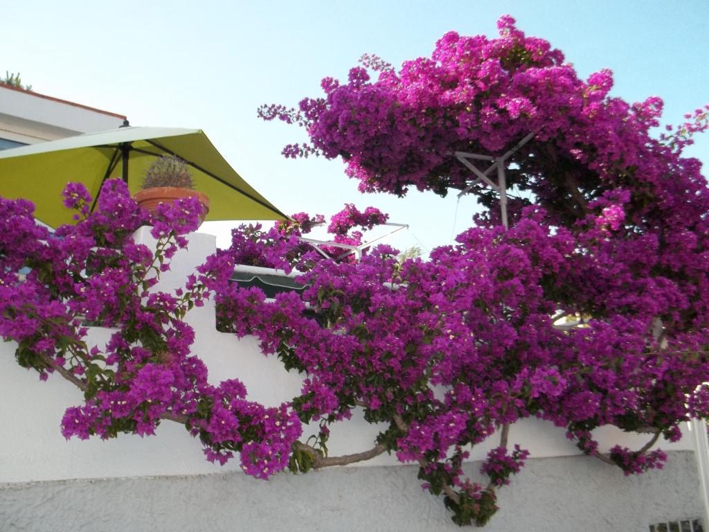 伊斯基亚Hotel Villa Cecilia的墙上一束紫色的花,上面有一把伞