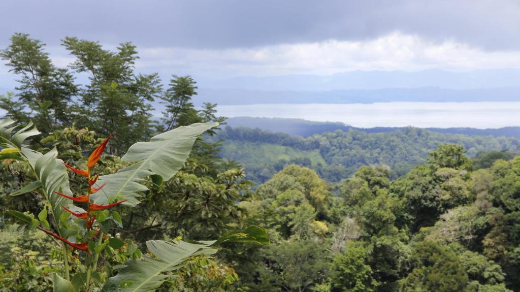 希门尼斯港Finca Sueno de Osa的从山顶上可欣赏到森林美景