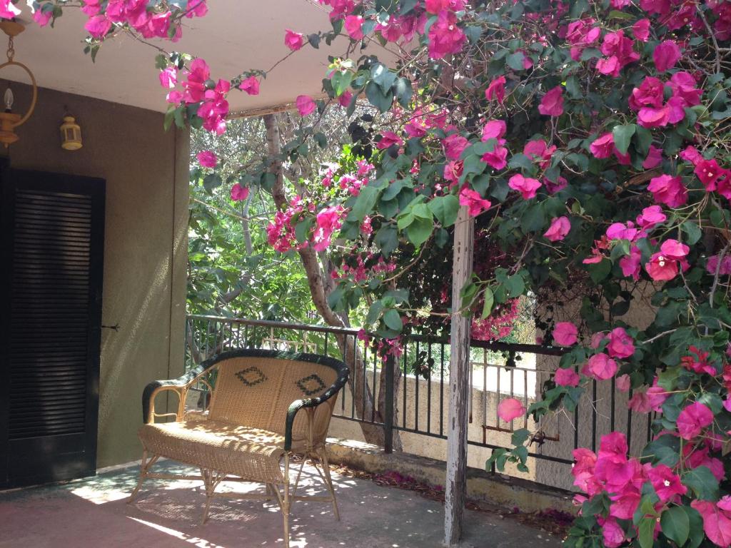 苏尼翁Kokos Traditional Family House的坐在一棵树旁的长凳上,花朵粉红色