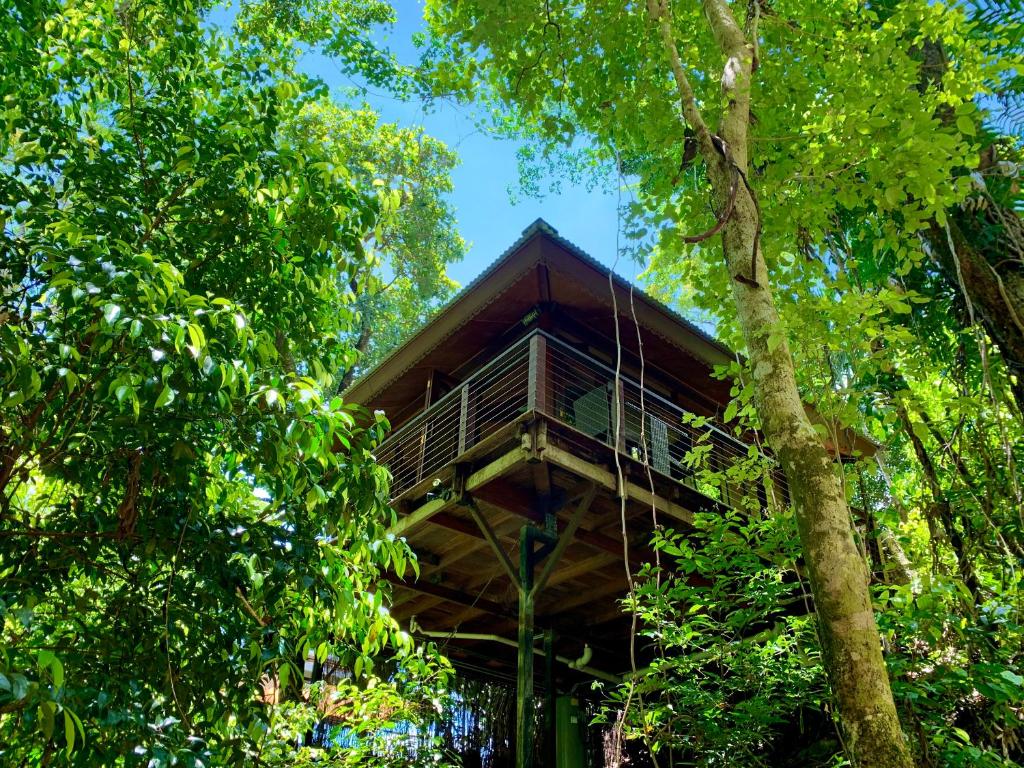 凯恩斯Cairns Rainforest Retreat的森林中的一个树屋