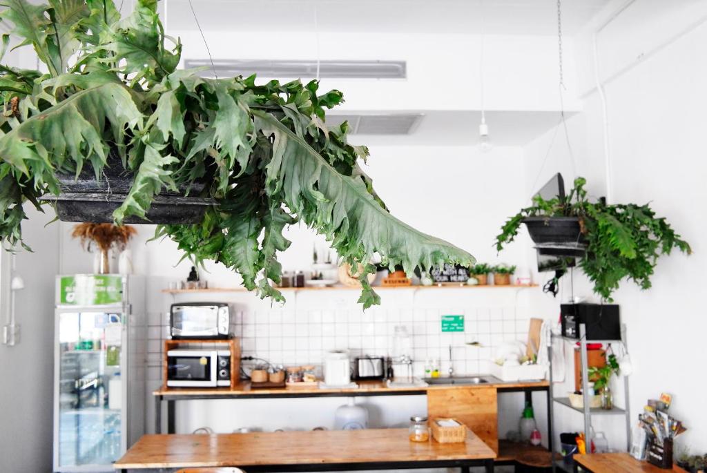 清迈绿色睡眠旅舍的厨房的植物悬挂在天花板上