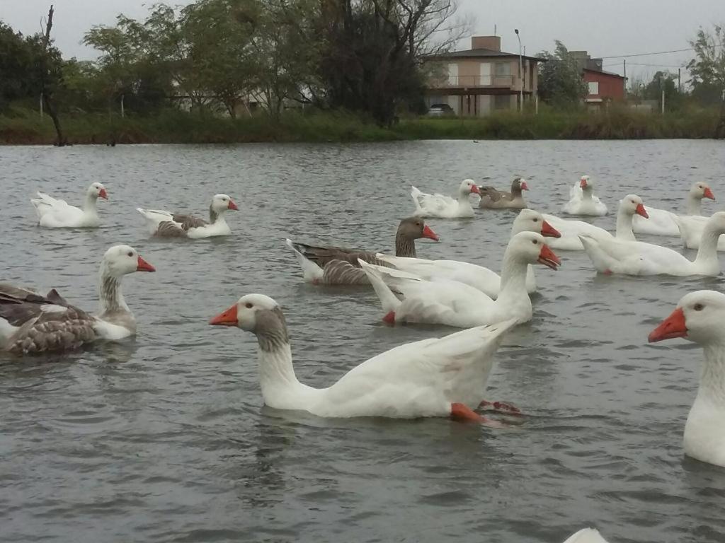 圣何塞Complejo Antares的一群鸭子在水中游泳