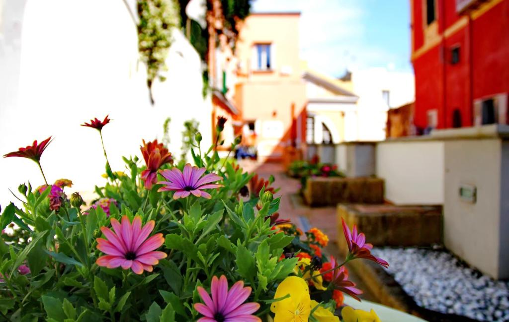 普罗奇达Il Borghetto Apartments & Rooms的花花园里的一束鲜花