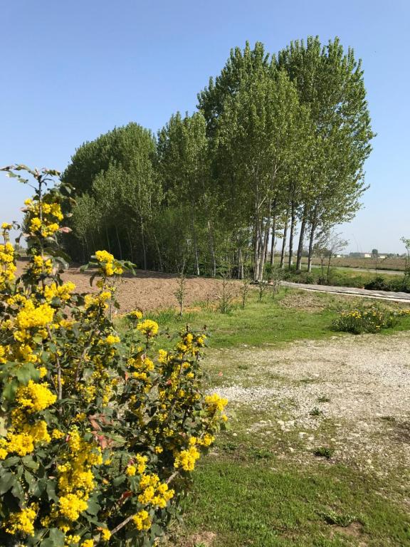福萨诺Cascina Garaita的田野里种着黄色花的灌木