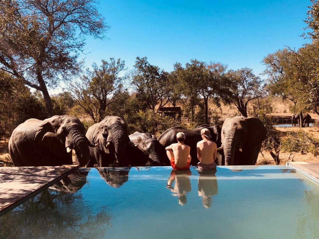 曼耶雷蒂野生动物园Honeyguide Tented Safari Camps - Mantobeni的两个人坐在水塘里,大象