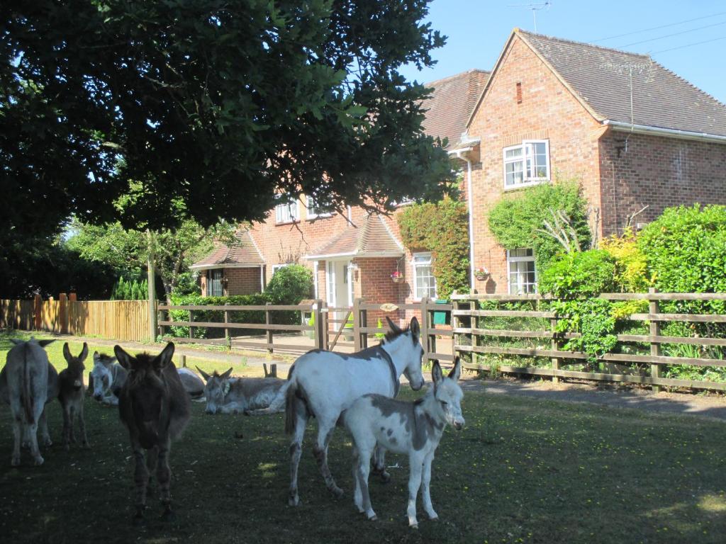 布罗肯赫斯特Hops Main House, Brockenhurst, New Forest的一群马站在围栏前