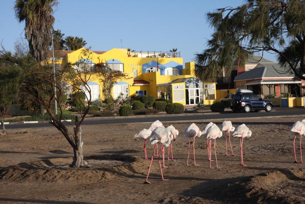 鲸湾港拉冠尔洛瑟酒店的一群火烈鸟站在路的一边