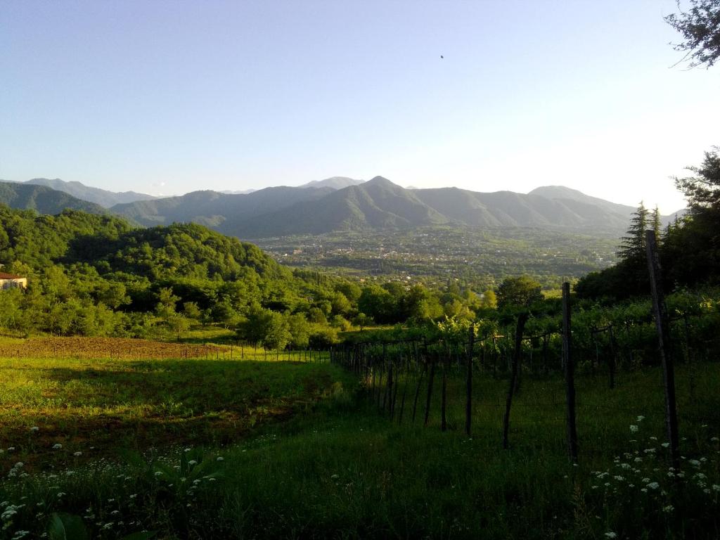 Dimidimis ferdobi的山地的葡萄园
