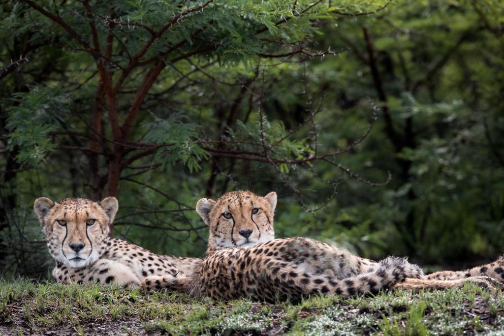 纳姆比提动物保护区Cheetah Ridge Lodge的三个猎豹躺在森林的草地上