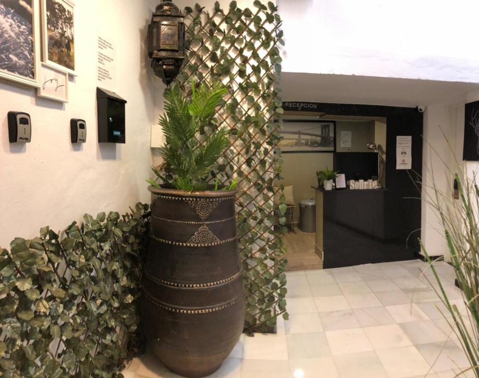 马贝拉Boutique Princesa的壁旁大锅里的植物