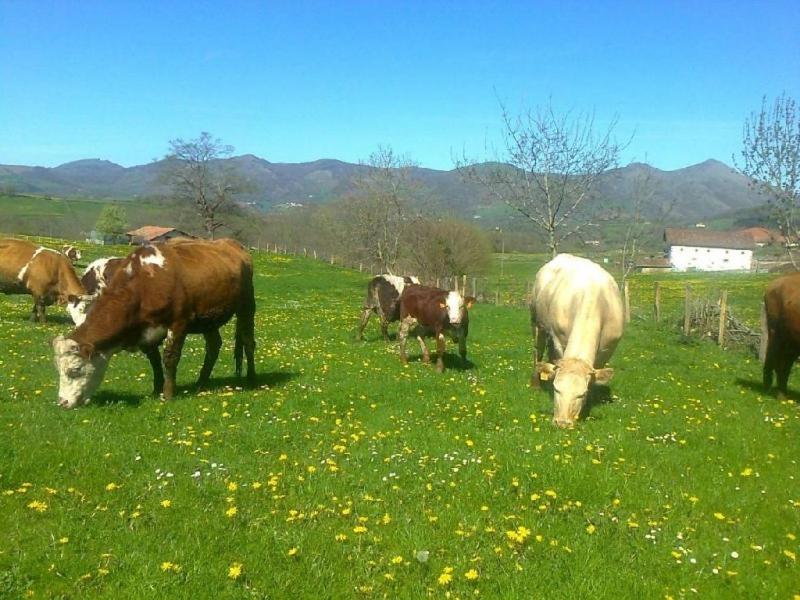 ErrazuApartamentos Rurales Kastonea的一群牛在草地上放牧