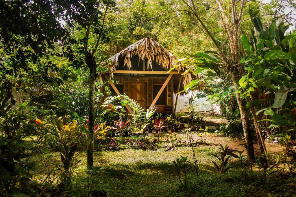 卡维塔Wildlife Lodge Cahuita的森林中间的小小屋