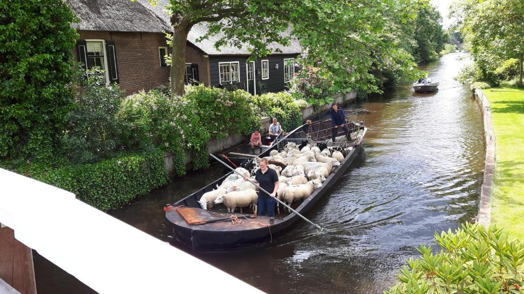 羊角村Farmhouse Lodge Giethoorn的一群羊在河边的船上