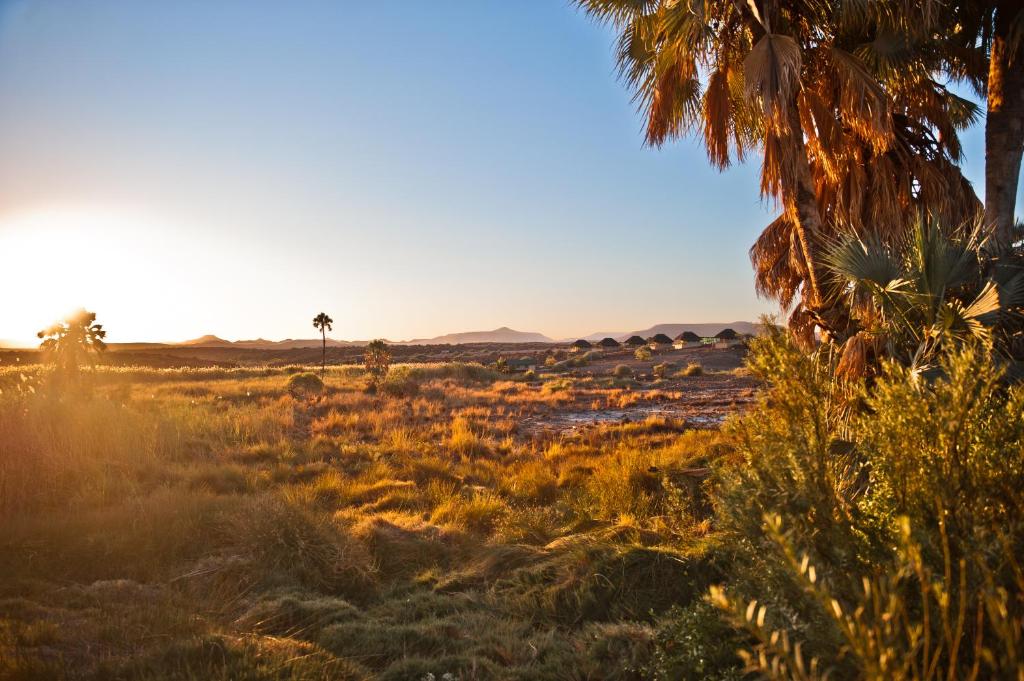 PalmPalmwag Campsite的一片草地,一片棕榈树,日落