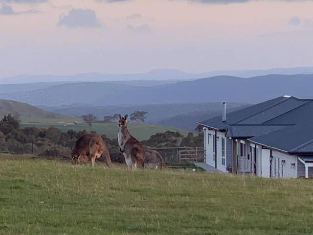 吉斯伯恩Rooks Edge的两个长颈鹿站在房子附近的田野上