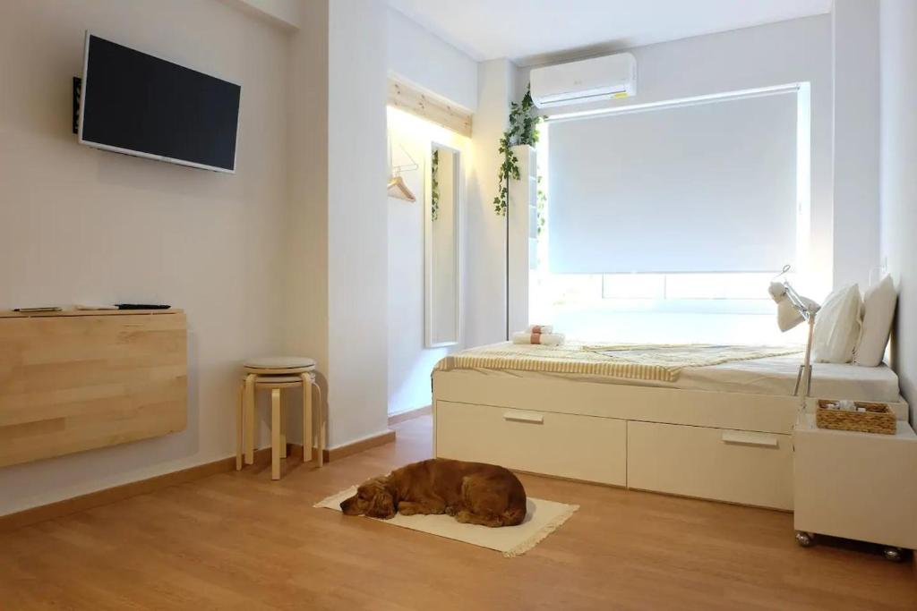 拉里萨Kinfeels' downtown apartment B1的一只棕色的狗躺在卧室的地毯上