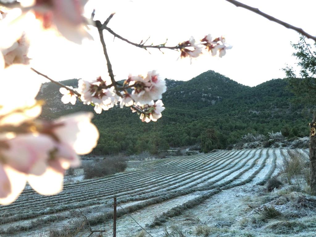 莫拉塔利亚Casas Rurales Luis的相册照片