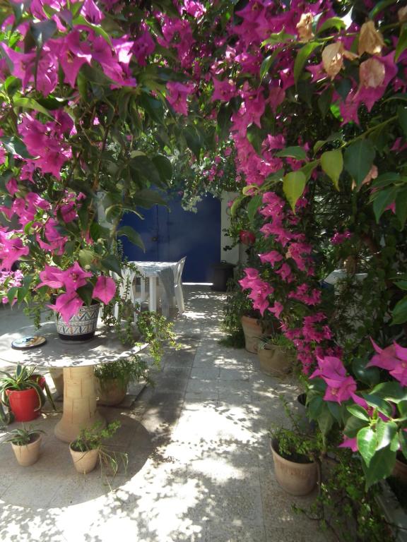 拉马萨The 18, Marsa Guest House的一条小路上盆栽的花群