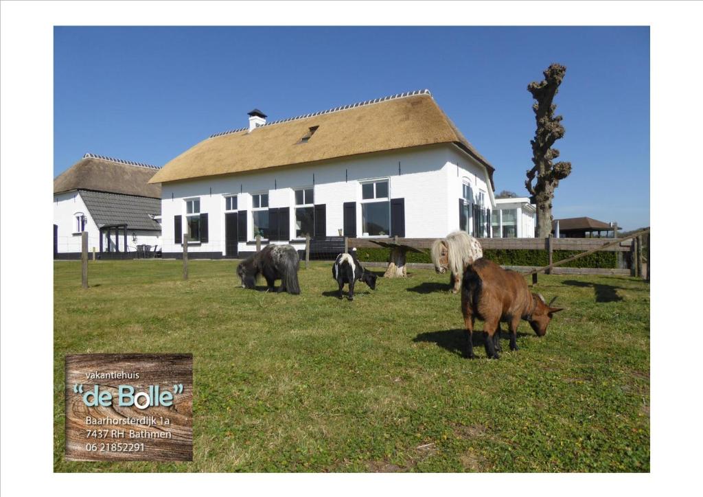 BathmenVakantiehuis ''De Bolle''的一群牛在房子前面的草地上放牧