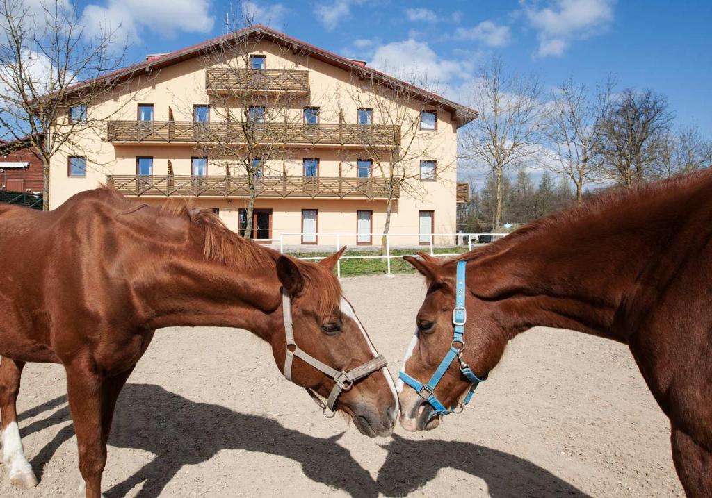 布尔诺潘斯卡里查酒店的两匹马在建筑物前彼此对立
