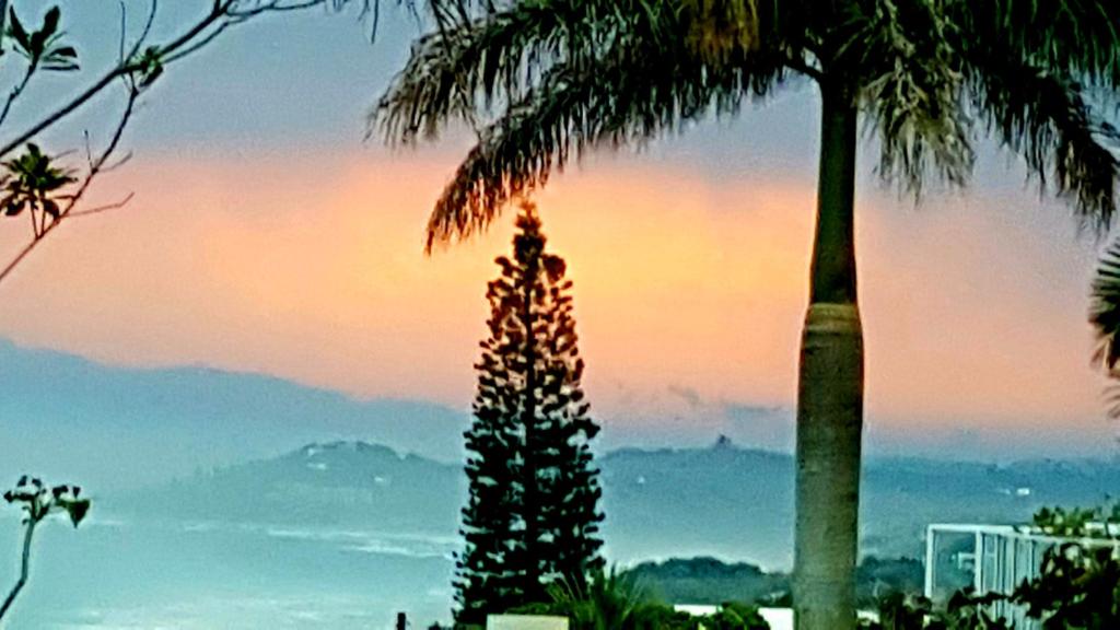 绍斯布鲁姆Lucky Fishes的棕榈树,背景是日落