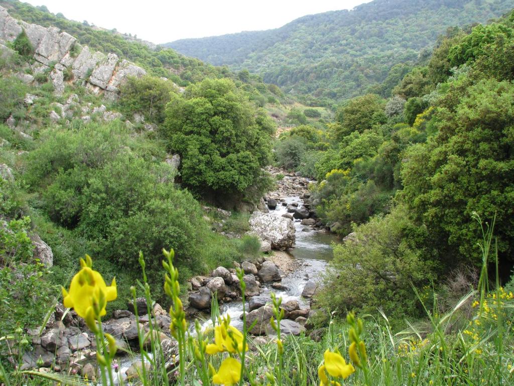 Ein KinyaTourism in the village的山谷中的河流,有黄色的花