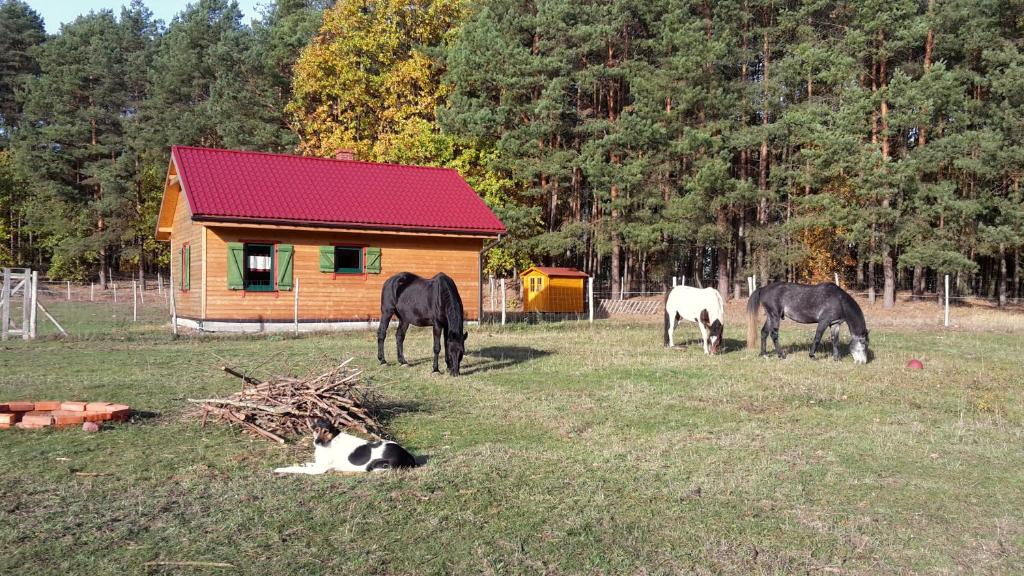 Przytoczna Agroturystyka Polana Harmonii的三匹马在小屋前的田野上放牧