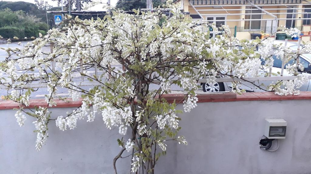 泰拉奇纳勒巴尼亚恩缇迪米罗住宿加早餐旅馆的墙上有白色花朵的树