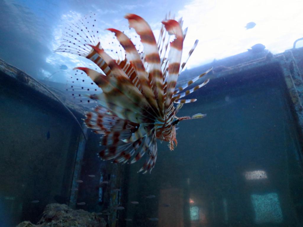 埃拉特Exodus Hostel &amp; Dive Center的狮子鱼在水族馆的水中游泳