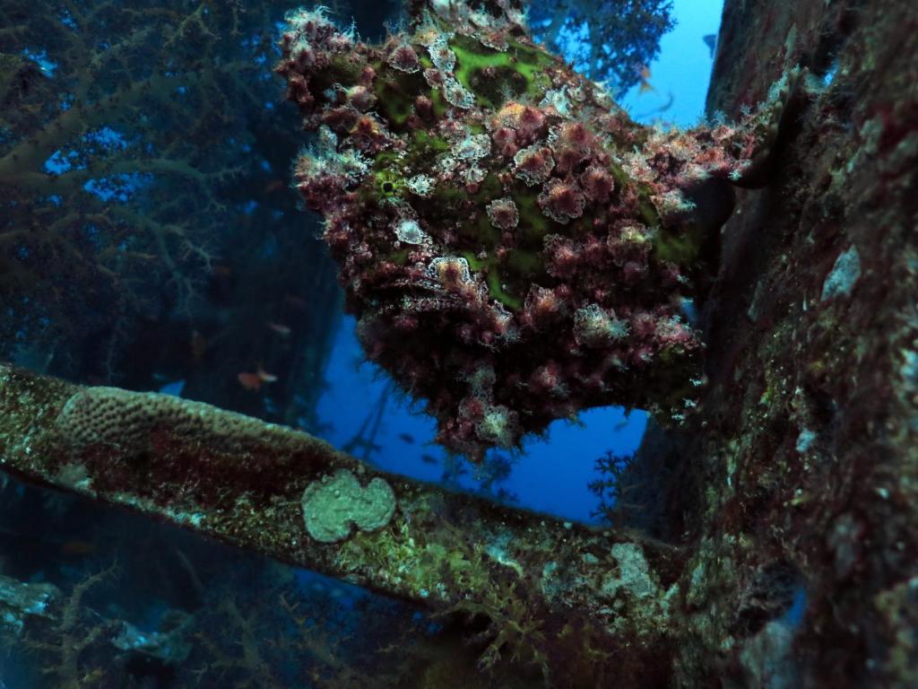 埃拉特Exodus Hostel &amp; Dive Center的海底的珊瑚礁,有水